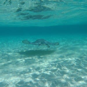 Landausflug in George Town (Grand Cayman)