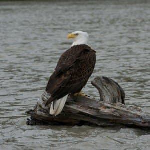 Landausflug in Haines (Alaska)