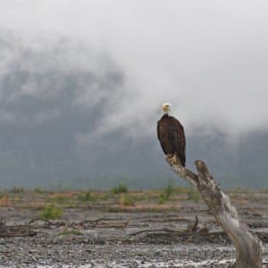Landausflug in Haines (Alaska)