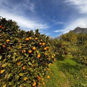Landausflug in Mallorca