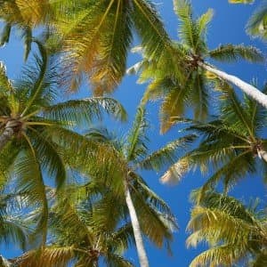 Landausflug in Pointe-à-Pitre (Guadeloupe)