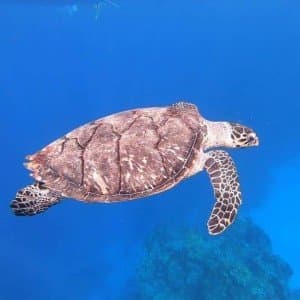 Landausflug auf Cozumel