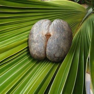 Landausflug auf Mahé (Seychellen)