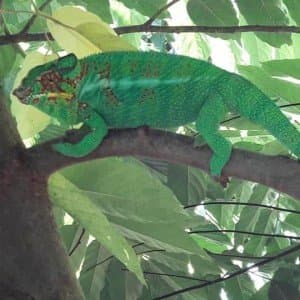 Landausflug auf Nosy Be (Madagaskar)