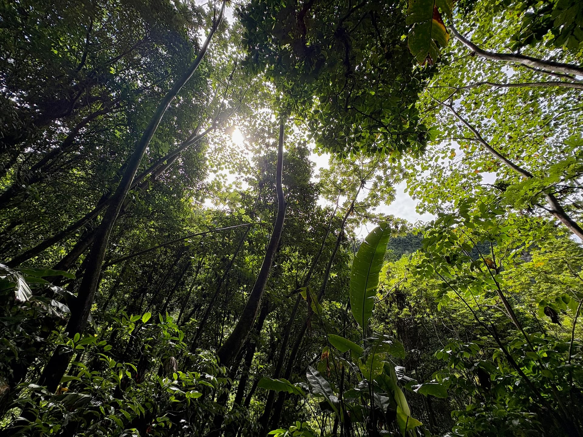 IMG_1770 Mitten im Regenwald von Dominica