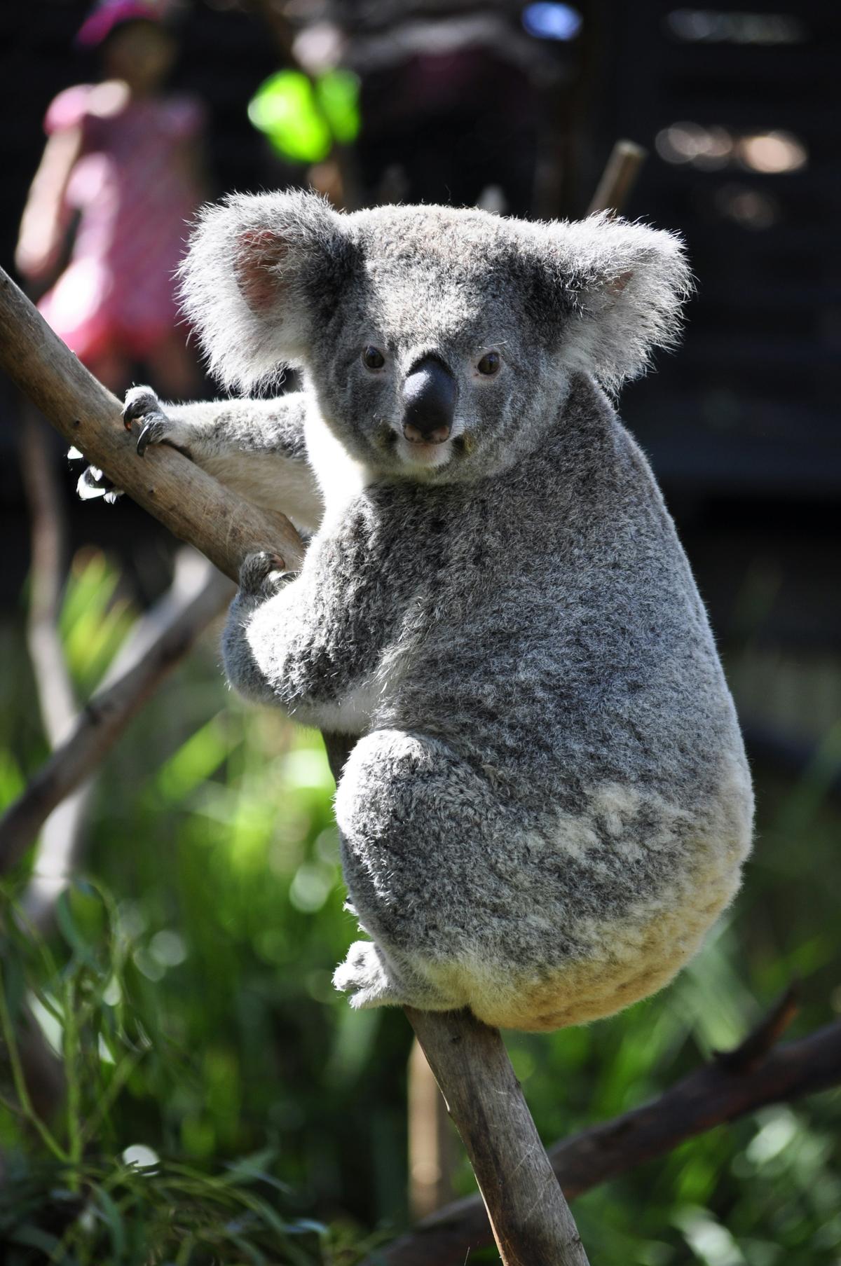 Ein Koala in Australien