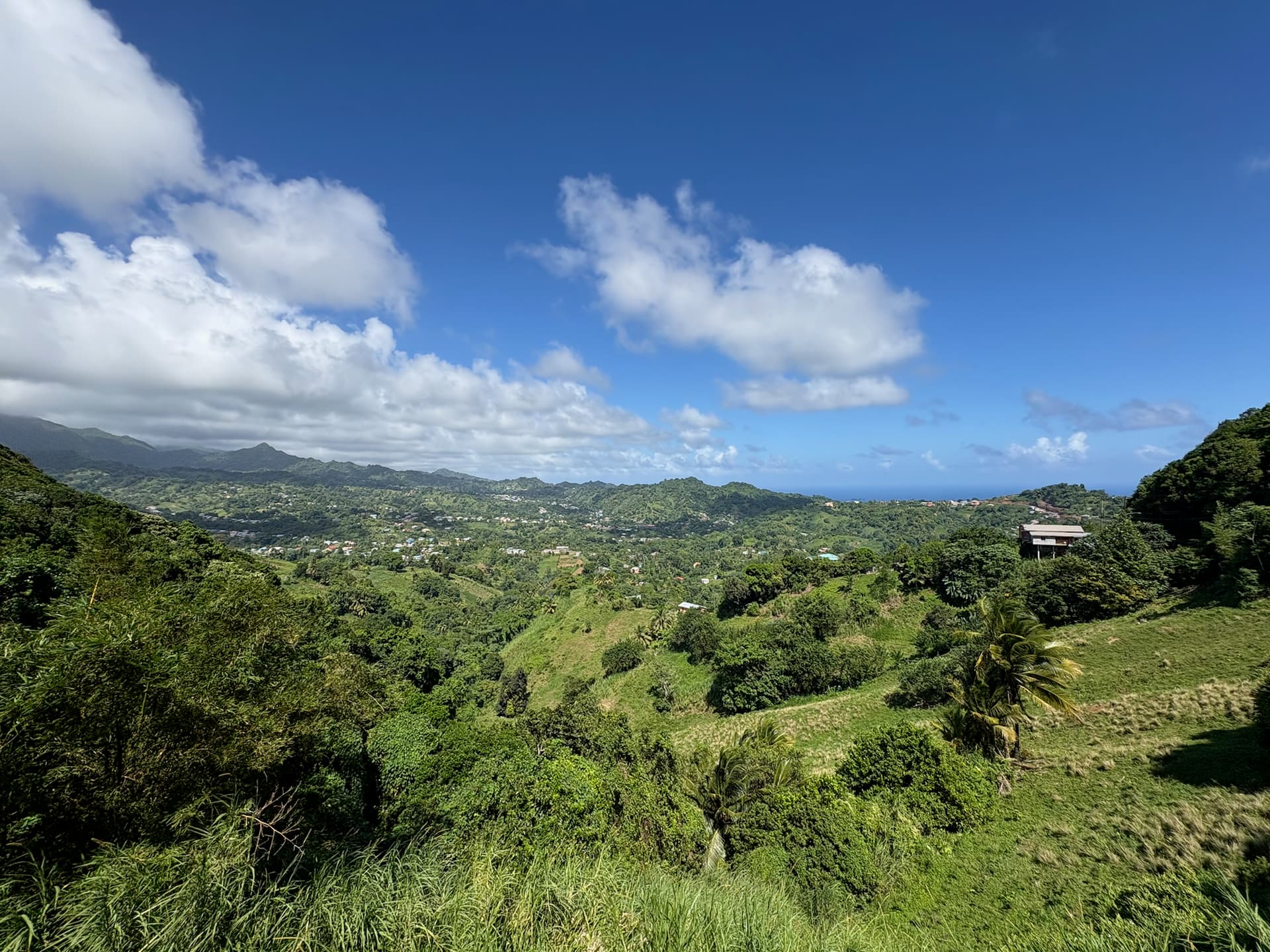 IMG_1603 Der Regenwald von St. Vincent